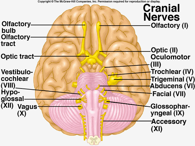 cranial nerves.gif